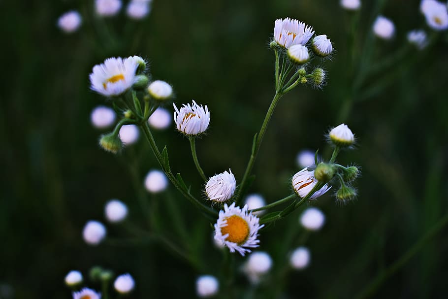 Shallow Focus Photography Of White Petaled Flowers, bloom, blossom HD wallpaper