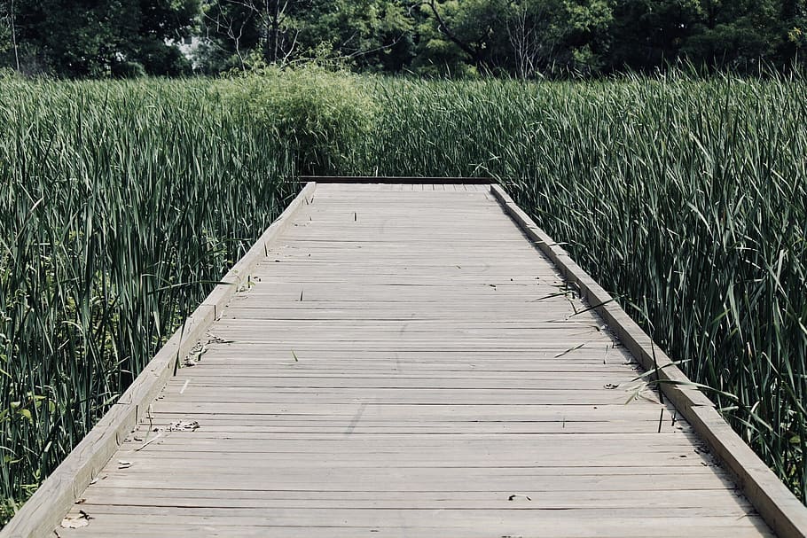 green, bridge, grass, nature, wallpaper, wood, pier, stock HD wallpaper