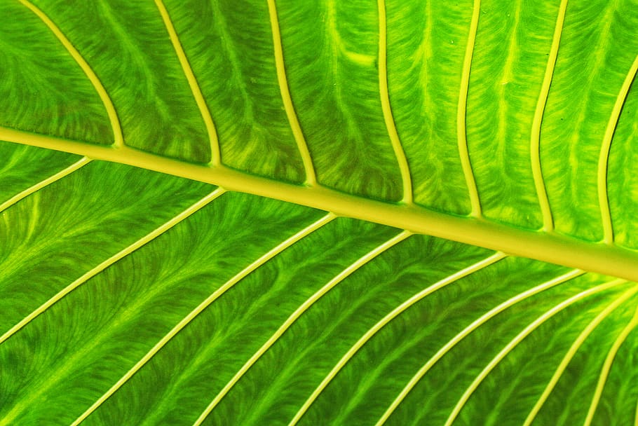 green leaf, plant, fern, flora, veins, sri lanka, fresh, path HD wallpaper