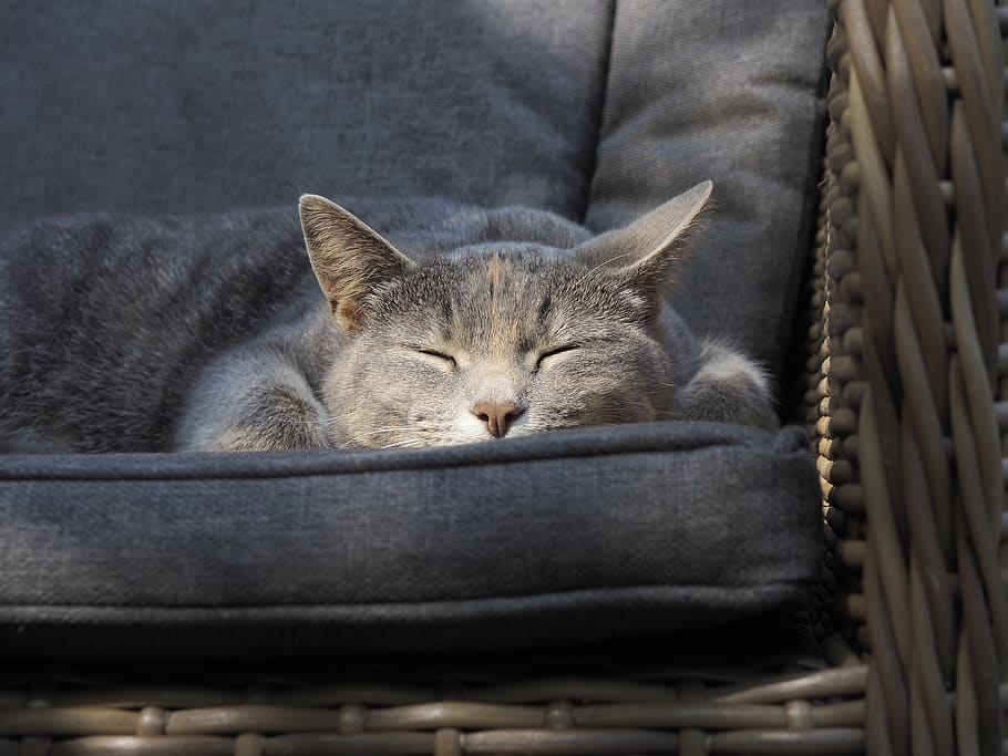 cat on sofa, mammal, animal, pet, abyssinian, manx, furniture HD wallpaper
