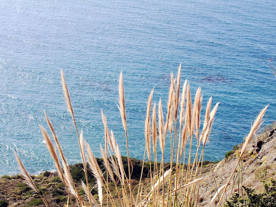 coast, ocean, pacific, water, sea, beauty in nature, day, tranquility HD wallpaper