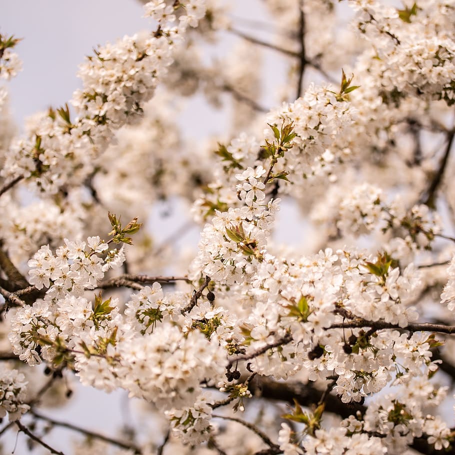 spring, flower, tree, blossom, bloom, plant, nature, petals HD wallpaper