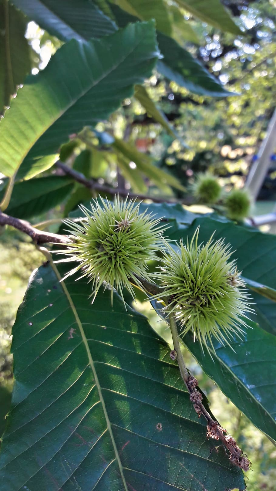 chestnut, tree, barbed, greens, nature, garden, sharp, leaf HD wallpaper