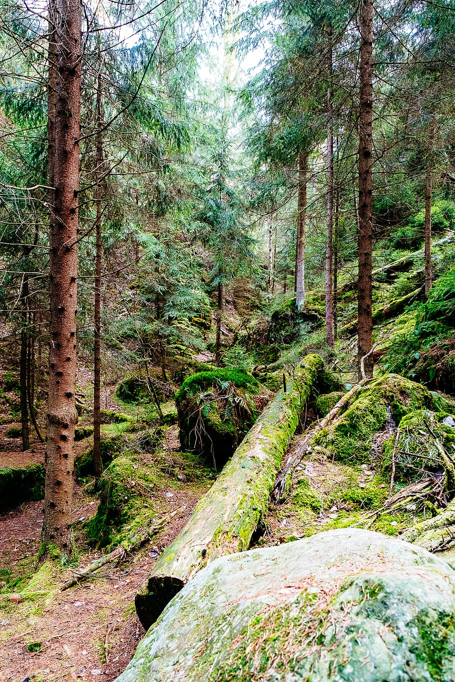 germany, lohmen, bastei, trees, forest, nature, plant, land HD wallpaper