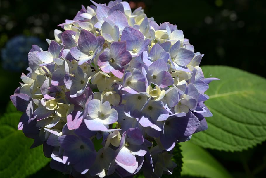 hydrangeas, nature, flowers, flowering, beautiful, flowering plant HD wallpaper