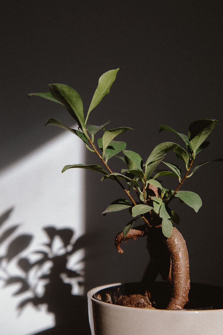 green-leafed potted plant, plant part, growth, nature, no people HD wallpaper