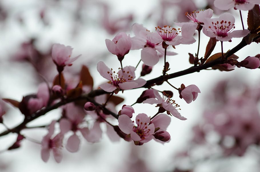 tree, blossoms, flower, macro, beauty in nature, flowering plant HD wallpaper