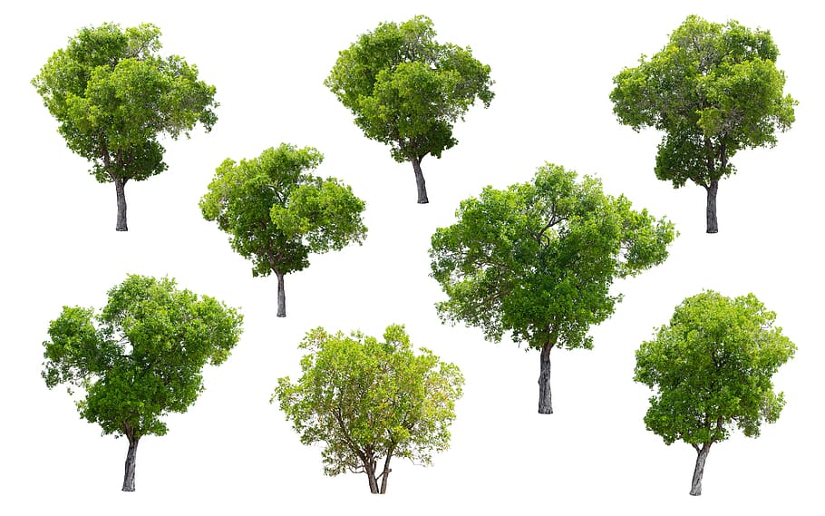tree, isolated, nature, green, summer, deciduous trees, plant HD wallpaper