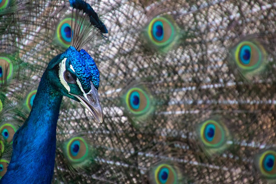 Blue and Green Peacock Close-up Photography, animal, animal photography, HD wallpaper