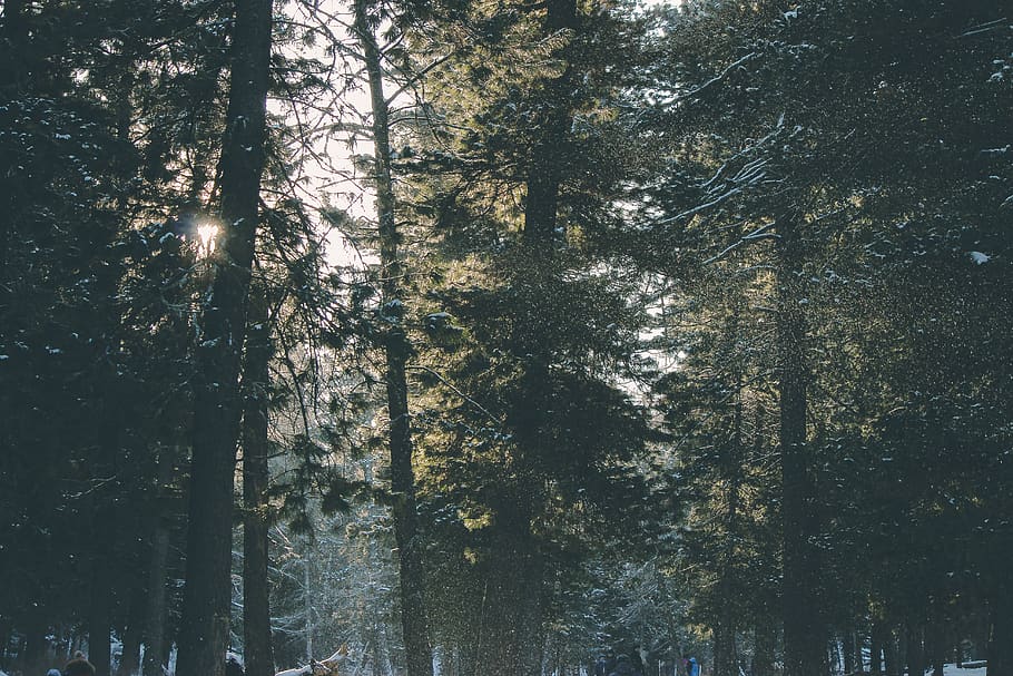Photo of Forest, conifer, dark, dawn, light, nature, trees, wood HD wallpaper