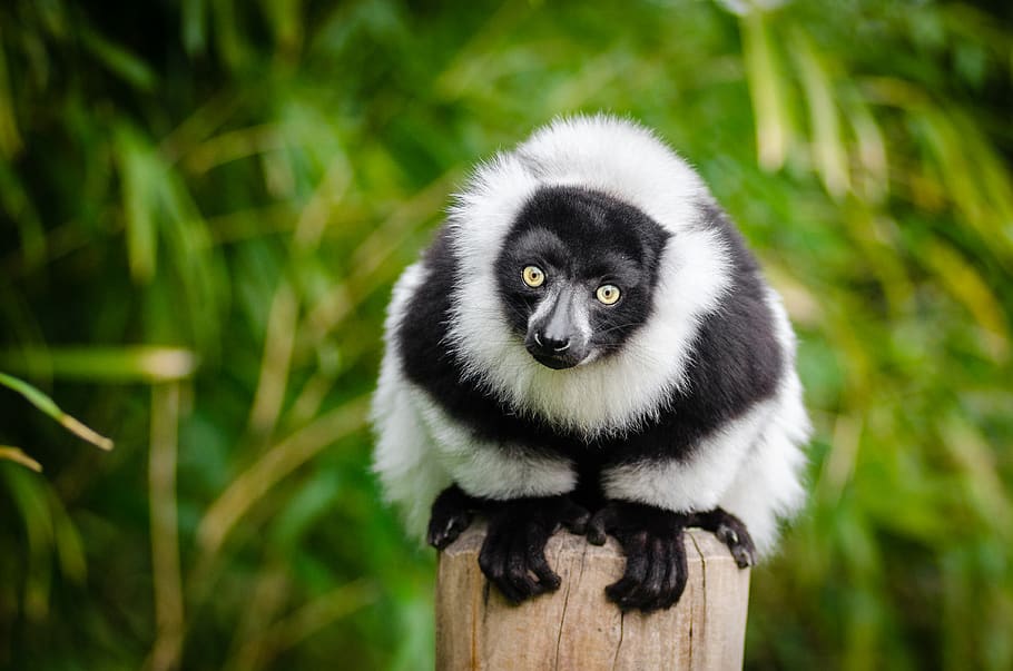 Selective Focus Photography of White and Black Lemur, animal, HD wallpaper
