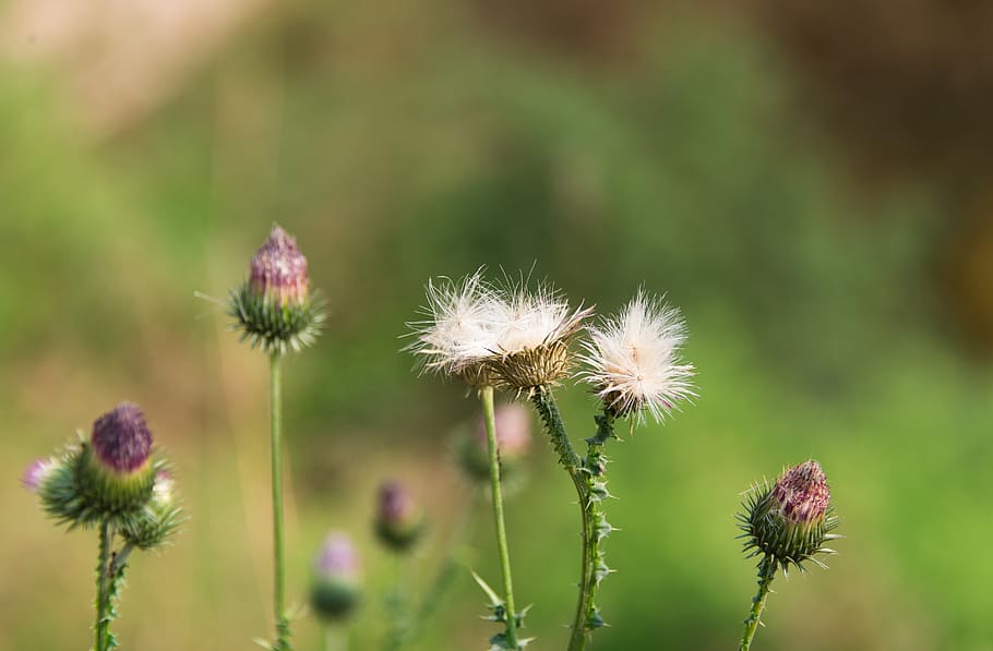 flowers, plants, bud, thorns, flowering plant, fragility, vulnerability HD wallpaper