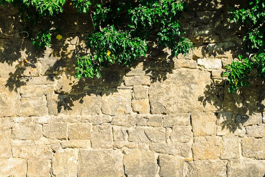 germany, apolda, tree, green, sun, wall, light, summer, shadow HD wallpaper
