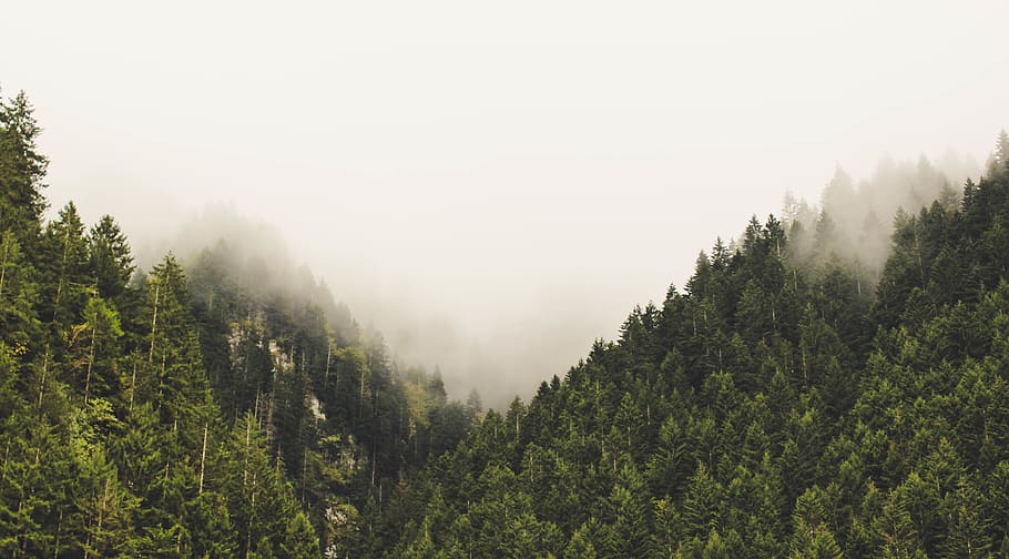 turkey, uzungöl, cloud, cloudscape, foggy, forest, sky, tree HD wallpaper