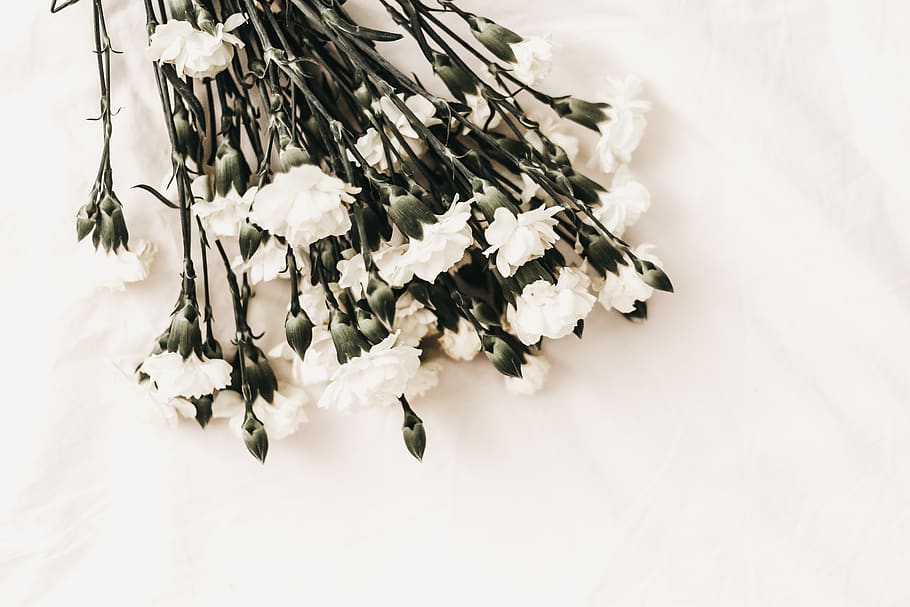 white flower on white surface, plant, jar, pottery, vase, potted plant HD wallpaper