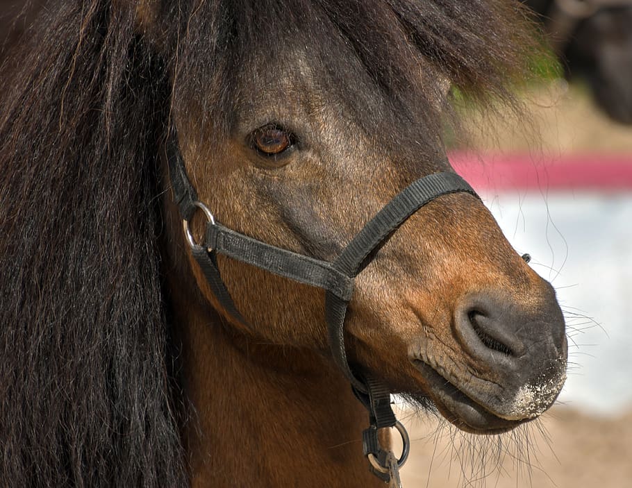 pony, portrait, mane, head, equine, animal, mammal, animal themes HD wallpaper