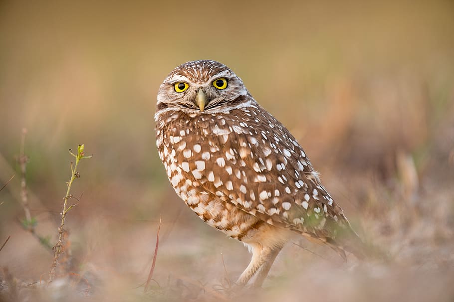bird, beak, feather, animal, fly, owl, eyes, sharp, yellow HD wallpaper