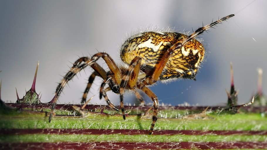 spider, yellow, insect, macro, arachnid, invertebrate, animal wildlife HD wallpaper
