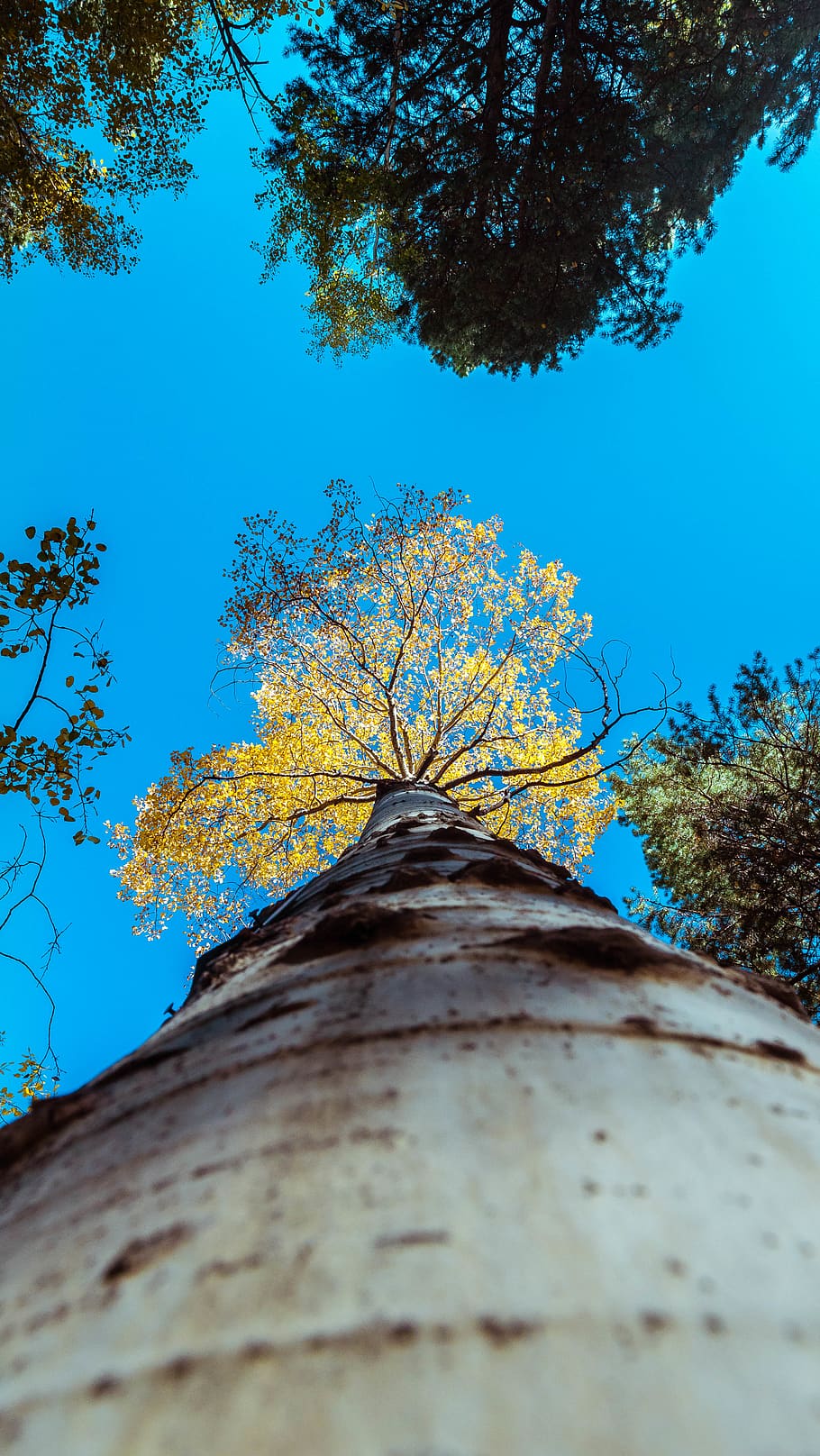 tree, plant, tree trunk, leaf, fall, blue, sky, leaves, animal HD wallpaper