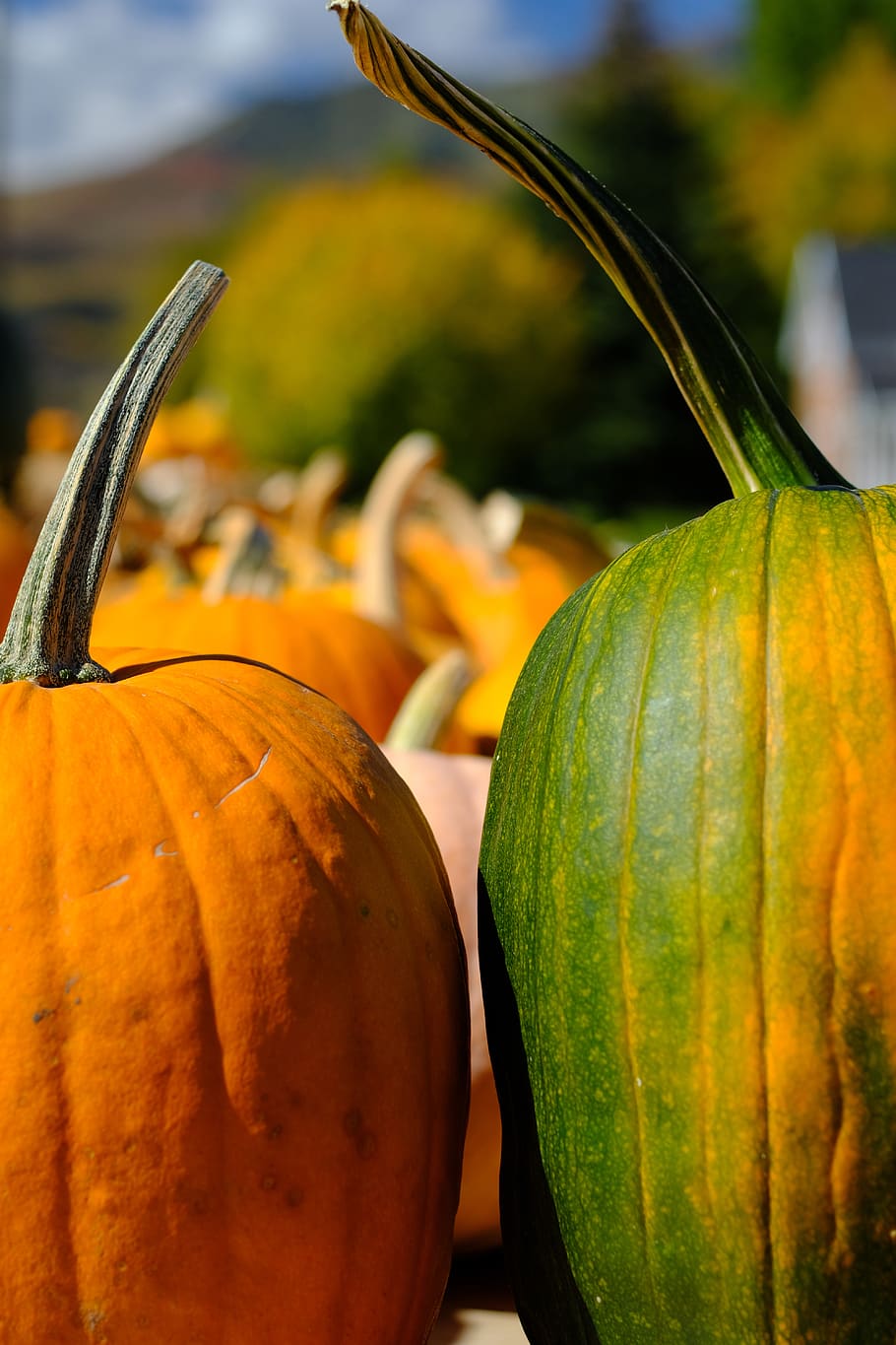 pumpkins, autumn, fall, food and drink, vegetable, freshness HD wallpaper