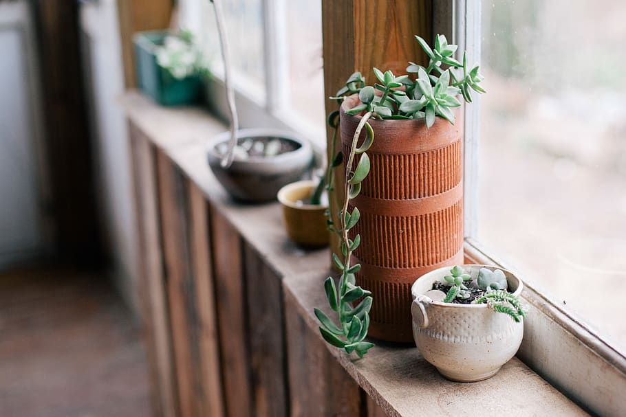 Plant Pot Beside Window, flowerpots, window-sill, potted plant HD wallpaper