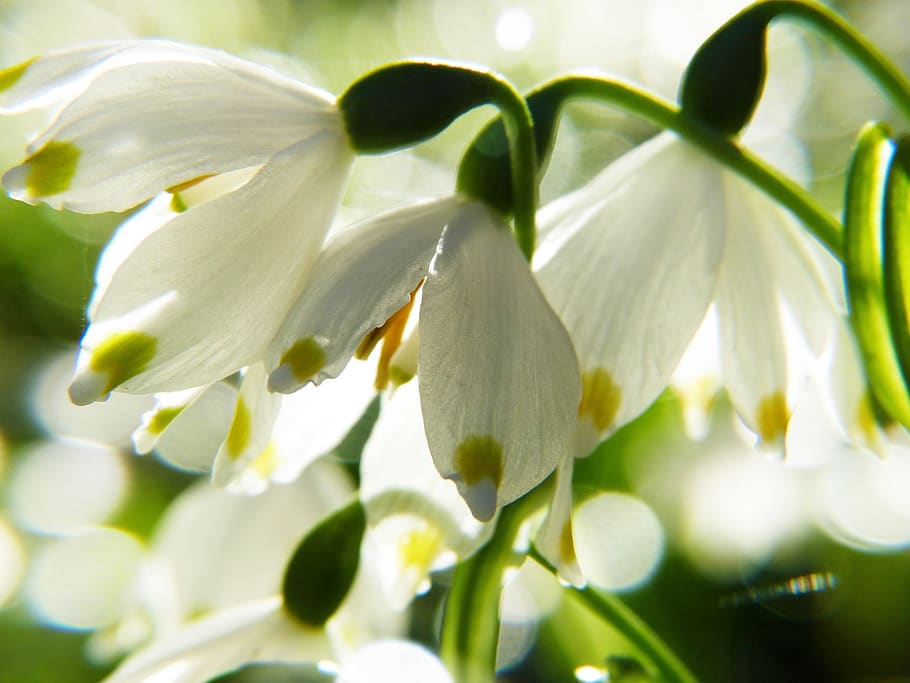 snowflake, macro, snowdrop, spring, fruehlingsknotenblume, spring flower HD wallpaper