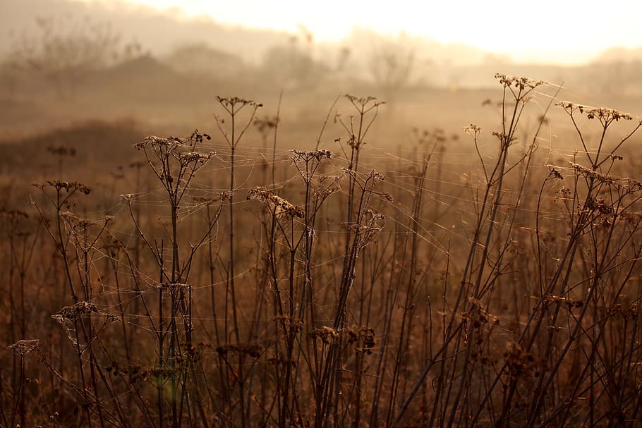 the haze, cobwebs, autumn, plants, camp, growth, beauty in nature HD wallpaper