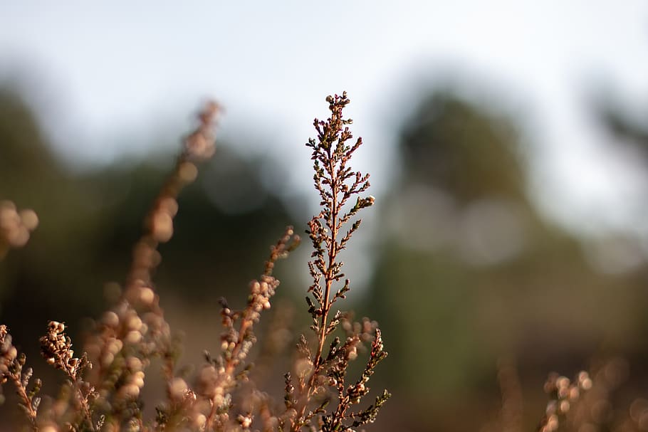 plant, grass, lawn, light, flower, blossom, tree, nature, summer HD wallpaper