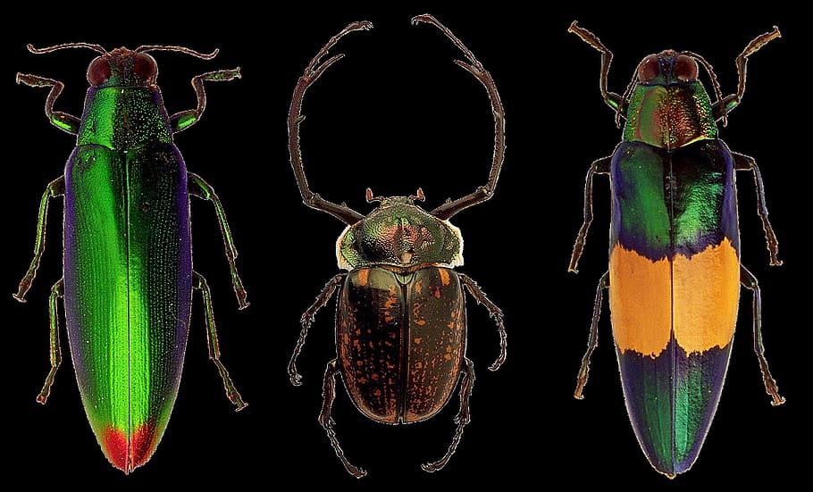 beetle, wild, animal, insect, nature, closeup, black background HD wallpaper