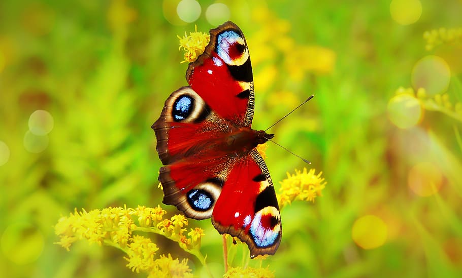 red peacock butterfly, bee, invertebrate, insect, honey bee, animal HD wallpaper