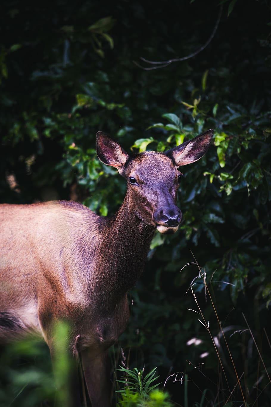brown deer, animal themes, one animal, mammal, plant, animal wildlife HD wallpaper