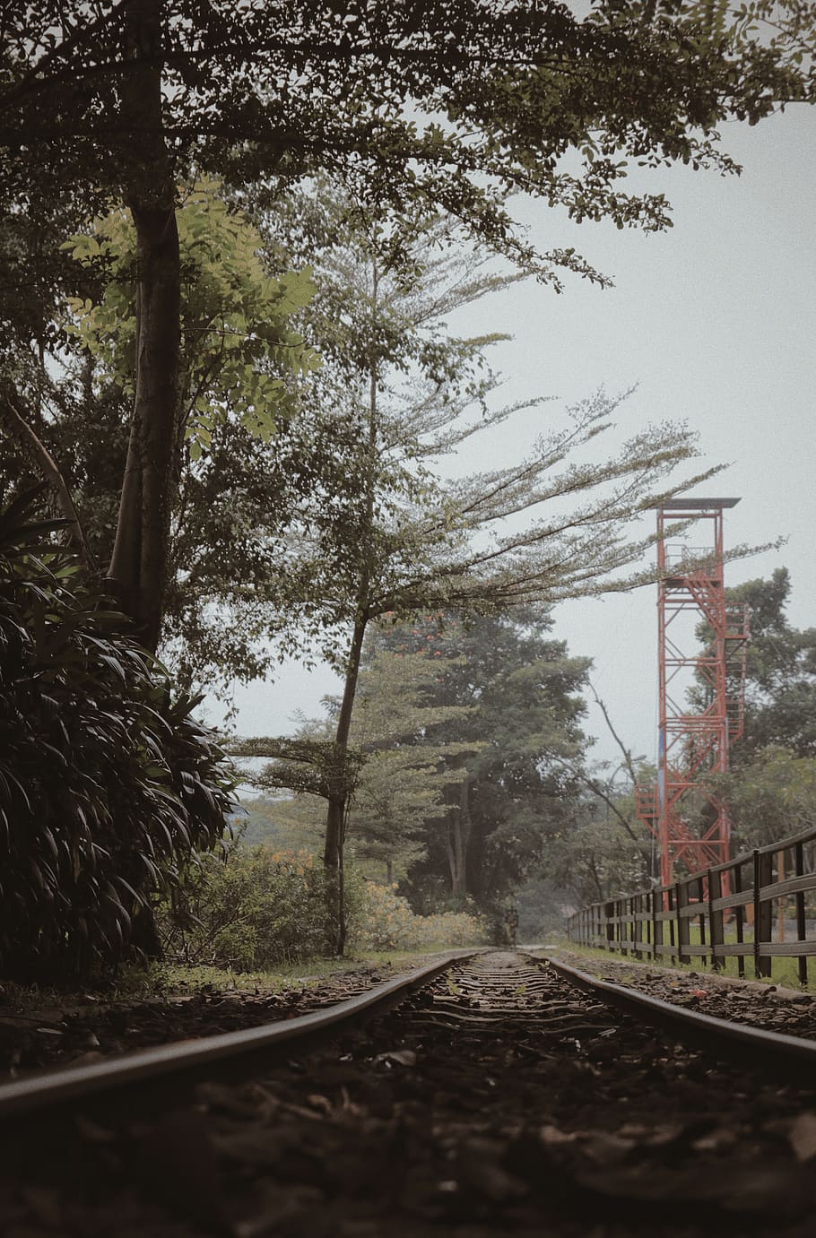 brown rail train, tree, plant, rail transportation, track, railroad track HD wallpaper