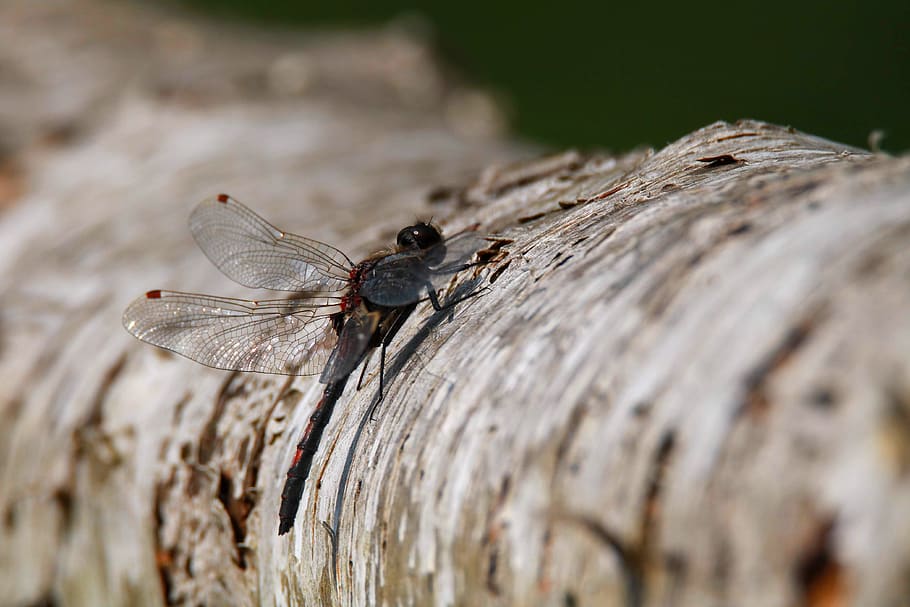 dragonfly, close up, red dragonfly, macro, insect, wing, shimmer HD wallpaper