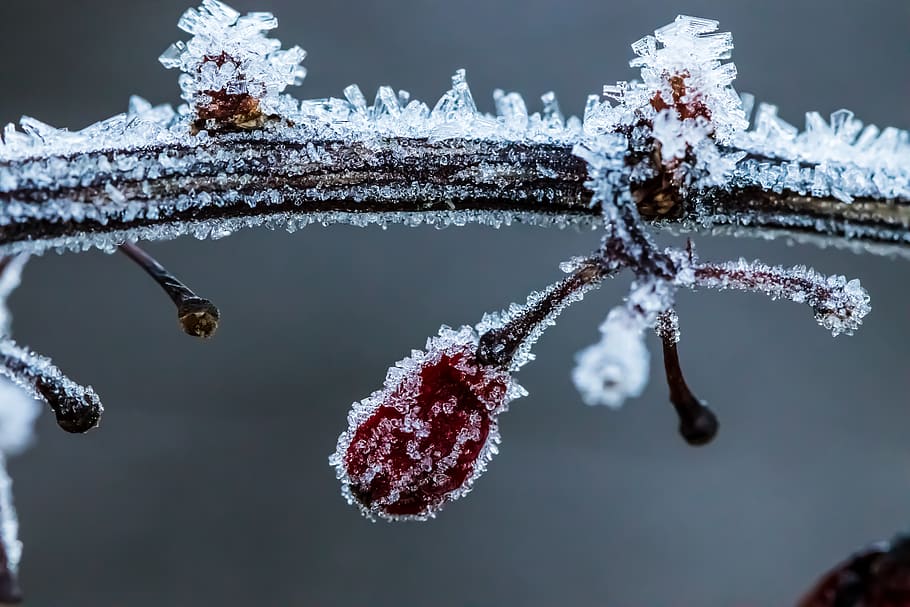 frozen, ice, macro, zoom, focus, winter, frost, berry, plant HD wallpaper