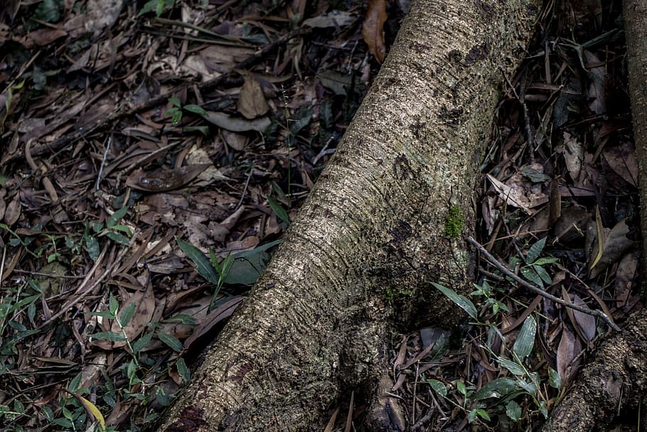 plant, root, natural, tree, wood, the root of the tree, environment HD wallpaper