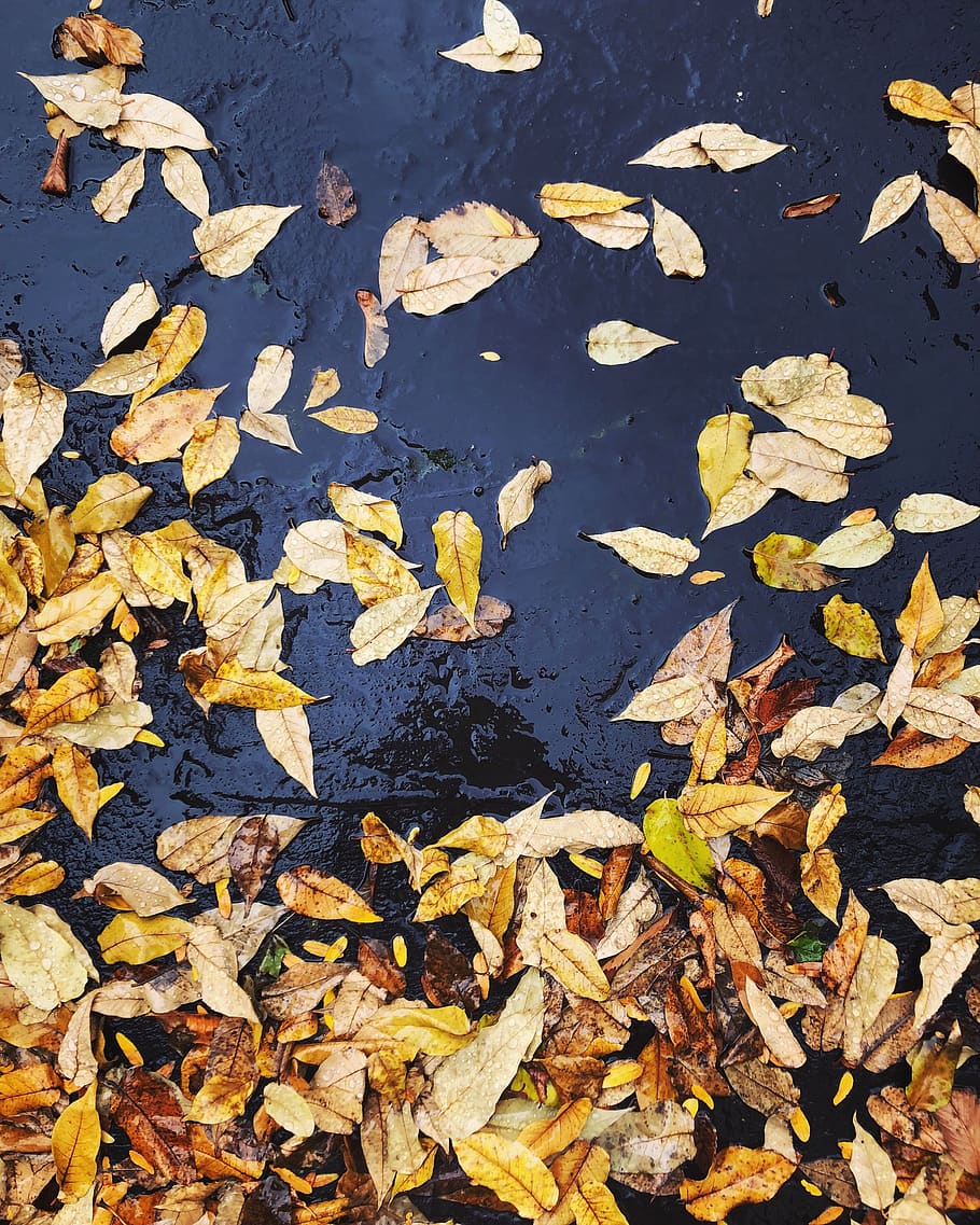 autumn, fall, orange, leaves, leaf, plant part, change, high angle view HD wallpaper