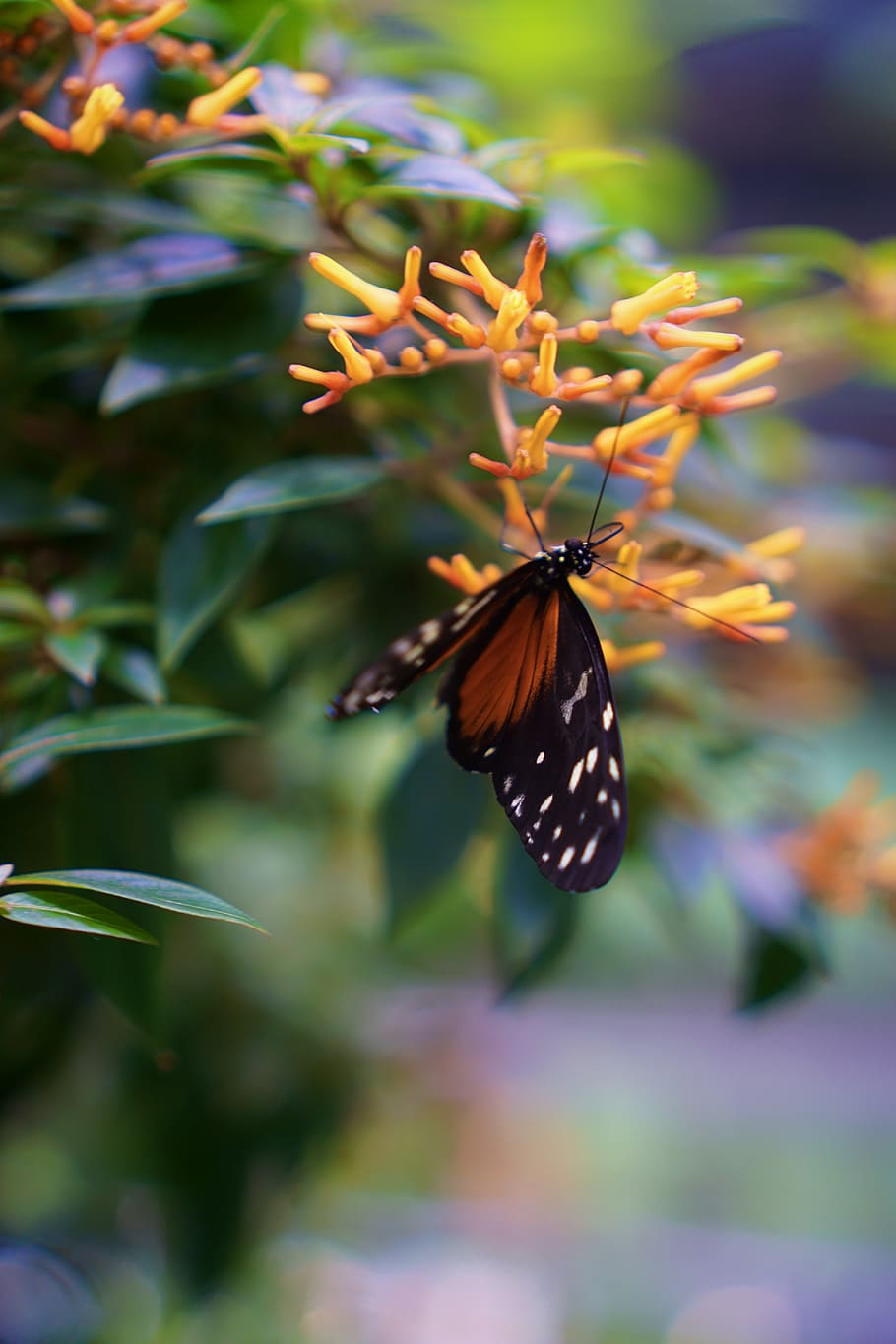one animal, animal themes, animal wildlife, insect, animals in the wild HD wallpaper