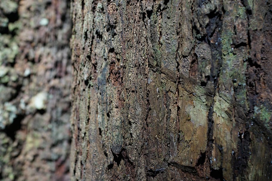 bark, pattern, gnarled, nature, texture, rough, surface, history HD wallpaper