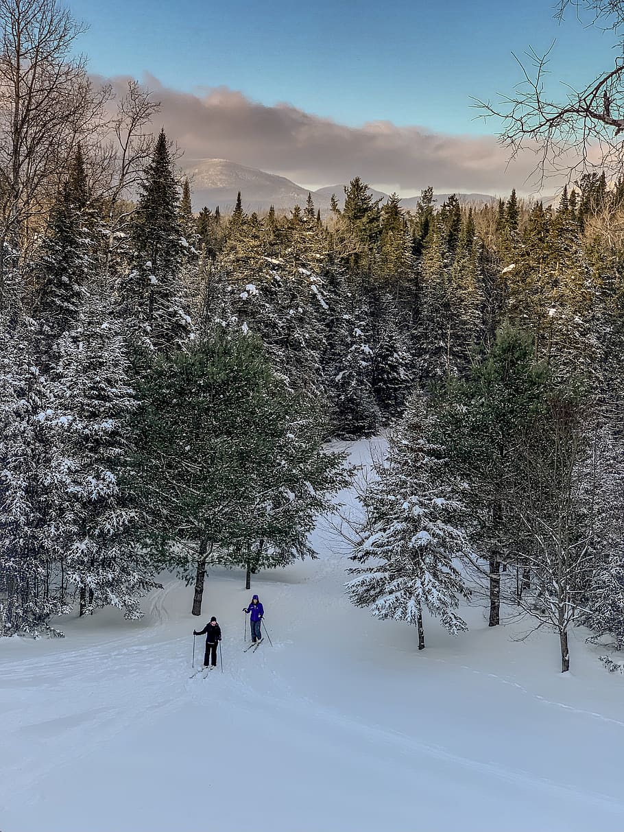 two people skiing during daytime, plant, abies, tree, fir, human HD wallpaper