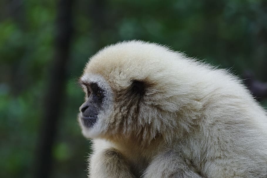forest, animal, trees, ape, south africa, monkeyland, focussed HD wallpaper