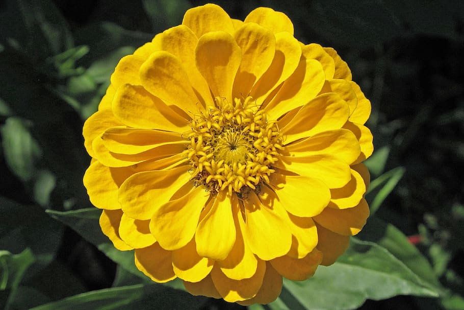 blossom, bloom, flower, yellow, petals, flora, garden, plant HD wallpaper