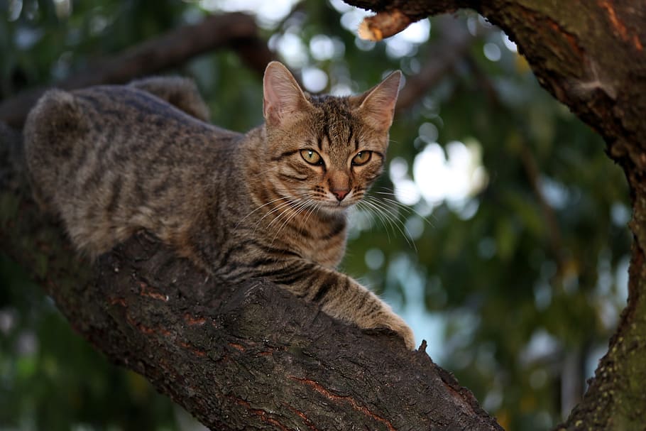 cat, small, cute, tree, climbing, feline, animal themes, mammal HD wallpaper