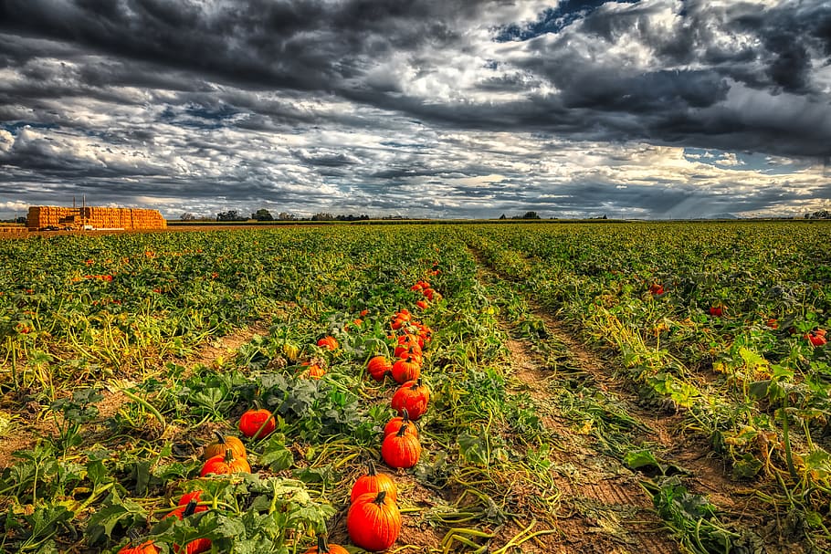 pumpkins, field, sky, clouds, landscape, farm, agriculture HD wallpaper