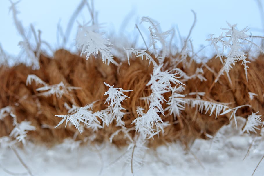 frost, eiskristalle, rope, winter, snow, cold, wintry, hoarfrost HD wallpaper