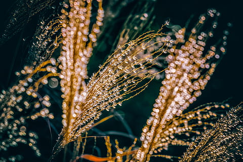 miscanthus, miscanthus sinensis, backlighting, bokeh, sweet grass HD wallpaper