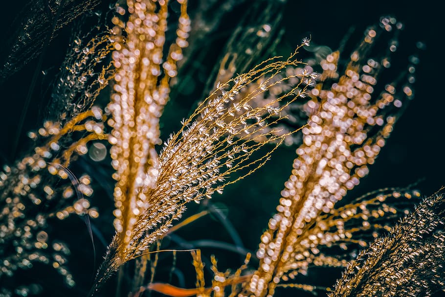 miscanthus, miscanthus sinensis, backlighting, bokeh, sweet grass HD wallpaper