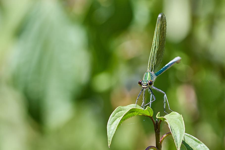 dragonfly, plant, wing, summer, leaf, macro, insect, pond, blossom HD wallpaper