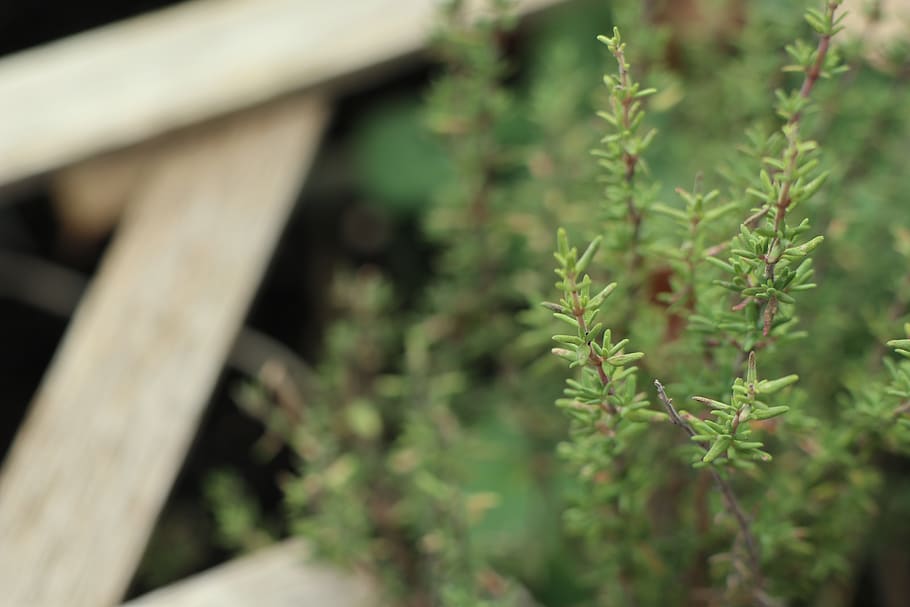 herbs, thyme, plant, growth, green color, nature, no people HD wallpaper