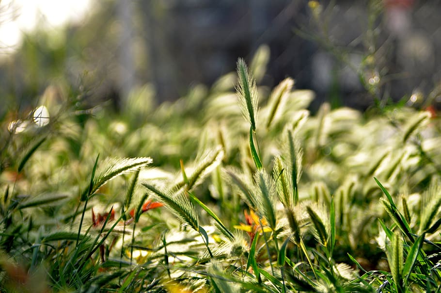 grass, sunlight, sunset, sunrise, dawn, dusk, plant, green color HD wallpaper