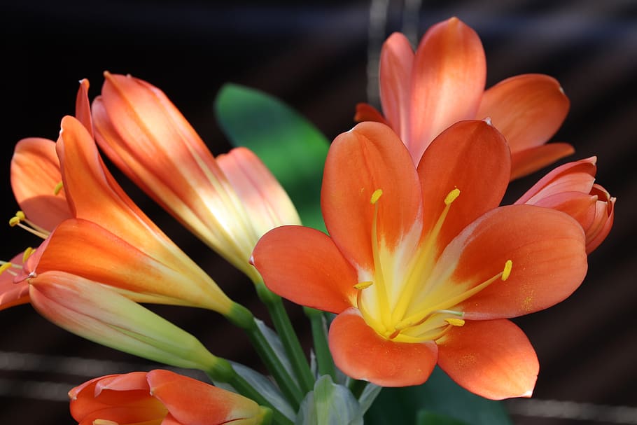 spring flowers, nature, plants, beautiful, season, garden, flowering HD wallpaper